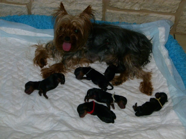 De L'eden De Djuna - Yorkshire Terrier - Portée née le 10/09/2011