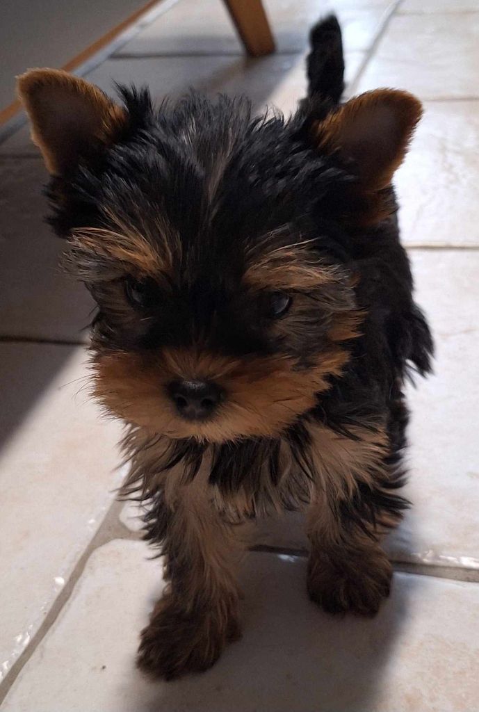 De L'eden De Djuna - Yorkshire Terrier - Portée née le 04/12/2024