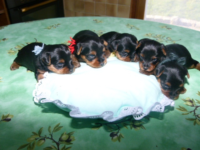 De L'eden De Djuna - Yorkshire Terrier - Portée née le 18/02/2013