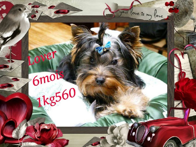 De L'eden De Djuna - Yorkshire Terrier - Portée née le 05/05/2015