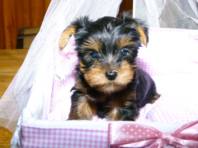 De L'eden De Djuna - Yorkshire Terrier - Portée née le 25/10/2013
