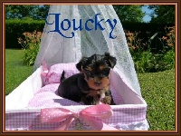Loucky