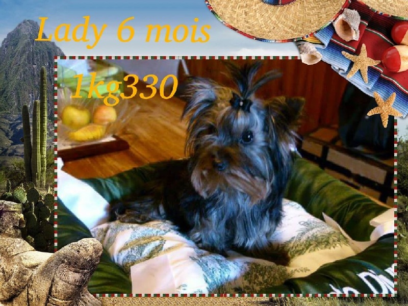 De L'eden De Djuna - Yorkshire Terrier - Portée née le 05/05/2015