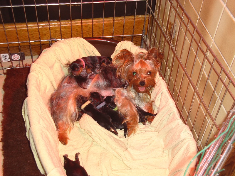 De L'eden De Djuna - Yorkshire Terrier - Portée née le 24/12/2010